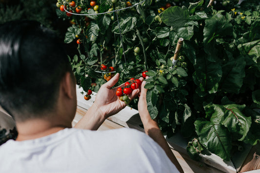 From Pantry to Planter: Start Growing Good From Your Groceries!