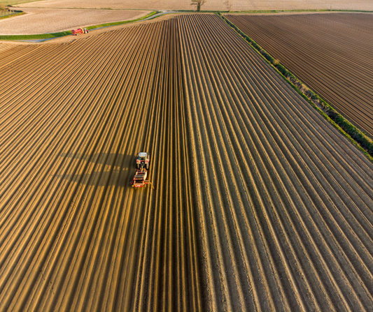 Potato Farming Lanes