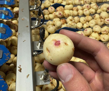 Your Guide to Warba Potatoes: Canada’s First Fresh Spuds of the Season ...