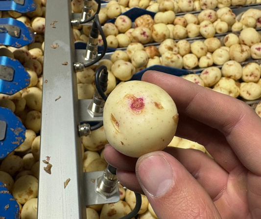 Warba Potatoes